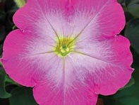 Петуния многоцветковая (Mirage F1)