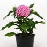 Пентас ланцетовидный (Pentas lanceolata)