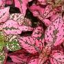 Гипоэстес листоколосниковый (Hypoestes phyllostachya)