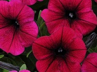 Петуния ампельная гибридная