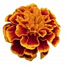Бархатцы отклоненные (Tagetes patula)