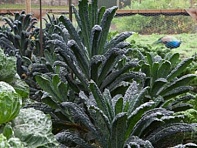 Декоративная капуста (Nero di Toscana)