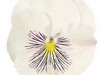 Виола виттрока