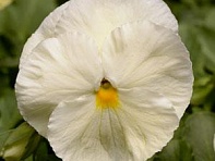 Виола виттрока (Spring Matrix F1)