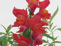 Львиный зев (Антирринум) большой (Snapshot F1)