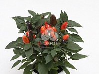 Перец летний (Cubana)