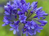 Агапантус африканский () Агапантус африканский ()