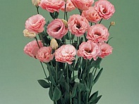 Лизиантус (Эустома) крупноцветковый (Arena F1)