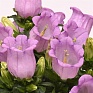 Колокольчик средний (Campanula medium)