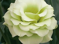 Лизиантус (Эустома) крупноцветковый (Croma F1)