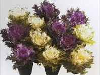 Декоративная капуста (Rias F1)