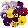 Виола рогатая (Viola cornuta)