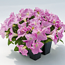 Петуния крупноцветковая (генетически компактная) (Petunia grandiflora)