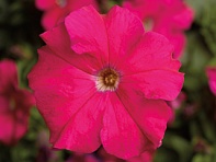 Петуния крупноцветковая (Tritunia F1)