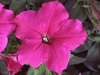 Петуния многоцветковая (Lambada F1)