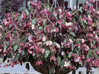 Бегония гибридная ампельная (зеленая листва) (Ikon F1)