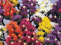 Статица (Лимониум) выемчатая (Pacific)