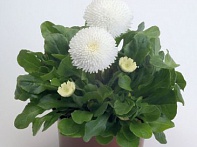 Маргаритка многолетняя