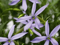 Изотома (Лаурентия) пазушная (Starshine F1)