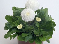 Маргаритка многолетняя (Tasso)