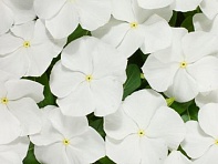 Катарантус розовый (Heatwave)