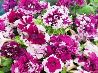 Петуния крупноцветковая (Чехия) бахромчатая (Pozdrav z Jaromnere)