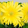 Гербера Джеймсона (Gerbera jemesonii)