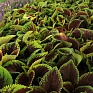 Колеус гибридный (Coleus х hybrida)
