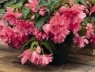 Бегония гибридная ампельная (зеленая листва) (Funky F1)