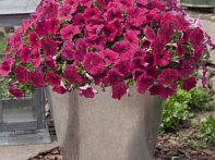 Петуния ампельная гибридная