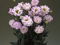 Лизиантус (Эустома) крупноцветковый (Arena F1)