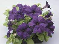 Петуния крупноцветковая (Ultra F1)