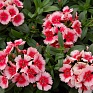 Гвоздика гибридная (Dianthus interspecific)
