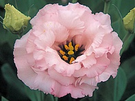 Лизиантус (Эустома) крупноцветковый (Arena F1)