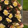 Бегония клубневая махровая ампельная (Begonia tuberhybrida)