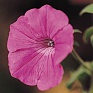 Петуния ампельная гибридная (Petunia х hybrida)