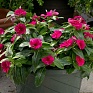 Катарантус розовый (Vinca rosea)
