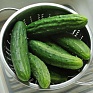 Огурец посевной (Cucumis sativus)