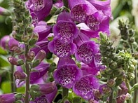 Наперстянка пурпурная