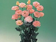 Лизиантус (Эустома) крупноцветковый (Arena F1)