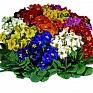 Примула полиантовая (многоцветковая) (Primula polyanthus)