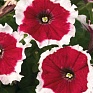 Петуния многоцветковая бахромчатая (Petunia multiflora)
