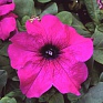 Петуния крупноцветковая (генетически компактная) (Petunia grandiflora)