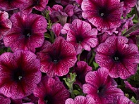 Петуния многоцветковая (Celebrity F1)