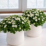 Экзакум (Exacum affine)