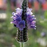 Лаванда многонадрезная (Lavandula multifida)