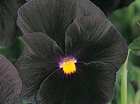 Виола Виттрока