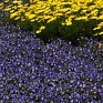 Виола рогатая (Viola cornuta)