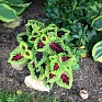 Колеус гибридный (Coleus х hybrida)