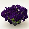 Петуния крупноцветковая (Petunia grandiflora)